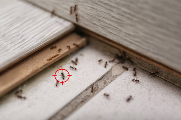Best Wildlife Control Services  in Eldorado, TX