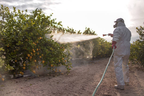 Best Insect Control  in Eldorado, TX