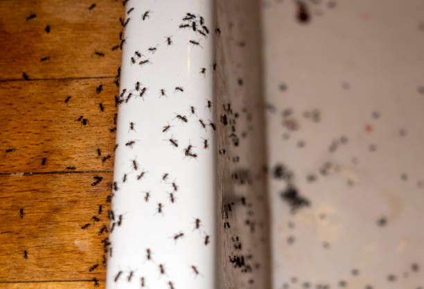 Best Wildlife Control Services  in Eldorado, TX