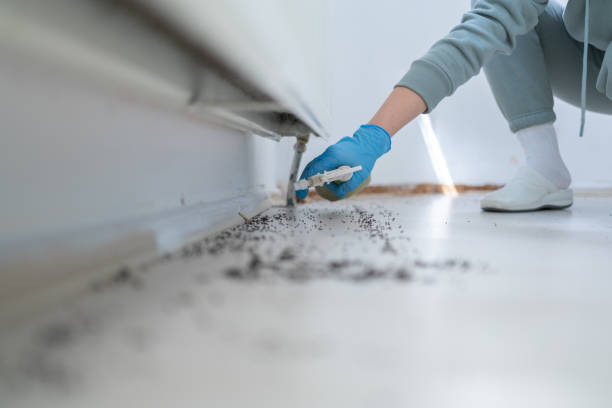 Flea Control Services in Eldorado, TX